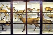 la specola zoologie 8-2017 0718